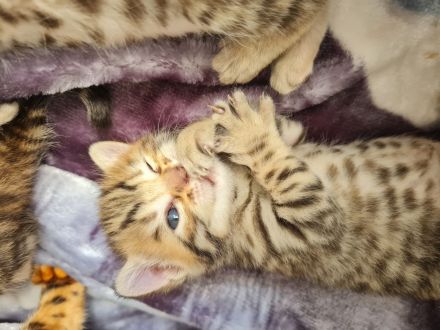 Bengal BKH kitten