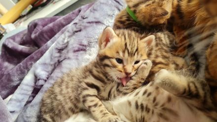 Bengal BKH kitten