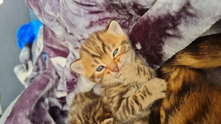 Bengal BKH kitten