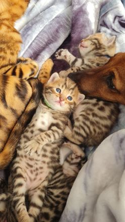 Bengal BKH kitten