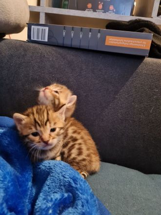 Bengal BKH kitten