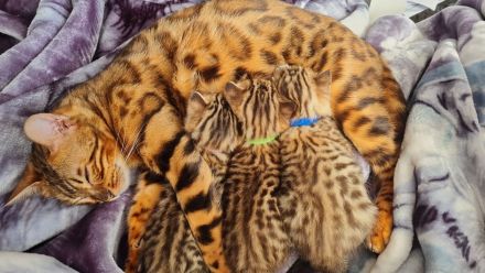 Bengal BKH kitten
