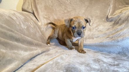 Top American Bully, Welpen !