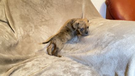 Top American Bully, Welpen !