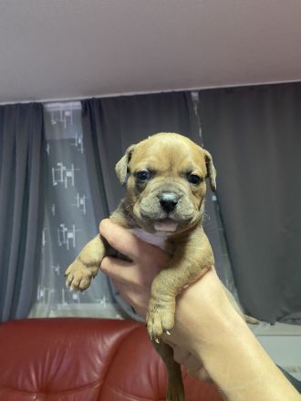 Top American Bully, Welpen !