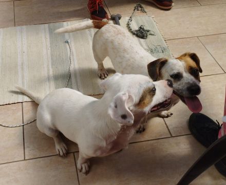 Lizzy und Bobby wünschen sich ein neues Zuhause