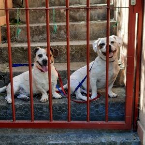 Lizzy und Bobby wünschen sich ein neues Zuhause