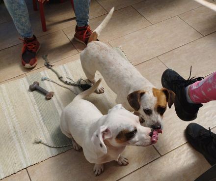 Lizzy und Bobby wünschen sich ein neues Zuhause