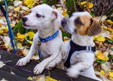 Lizzy und Bobby wünschen sich ein neues Zuhause
