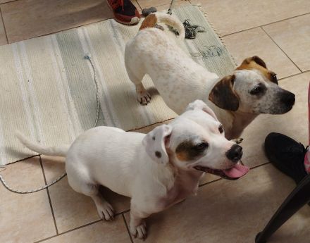 Lizzy und Bobby wünschen sich ein neues Zuhause