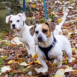 Lizzy und Bobby wünschen sich ein neues Zuhause