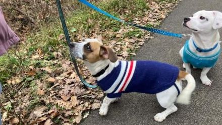 Lizzy und Bobby wünschen sich ein neues Zuhause