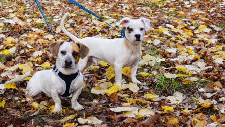 Lizzy und Bobby wünschen sich ein neues Zuhause