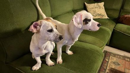 Lizzy und Bobby wünschen sich ein neues Zuhause