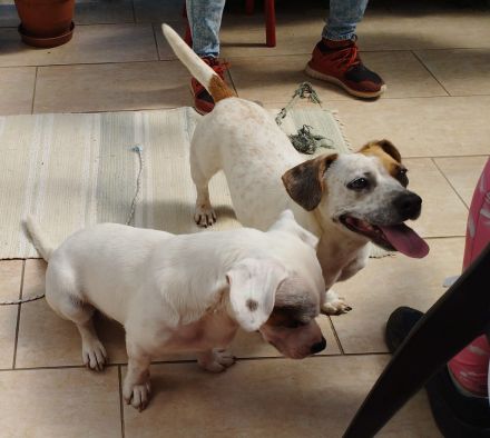 Lizzy und Bobby wünschen sich ein neues Zuhause