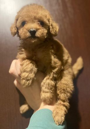 Toy-Pudel, Pudel Welpen