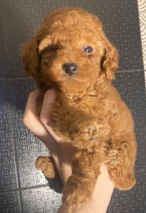 Toy-Pudel, Pudel Welpen