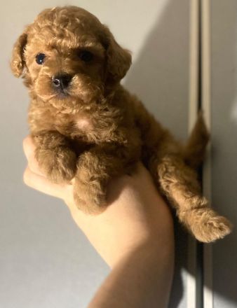 Toy-Pudel, Pudel Welpen