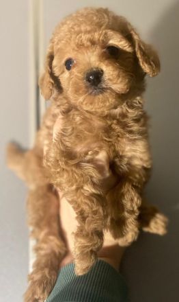 Toy-Pudel, Pudel Welpen