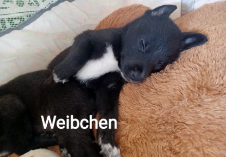 Mischlingswelpen