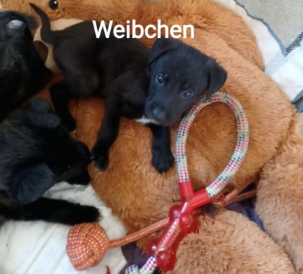 Mischlingswelpen