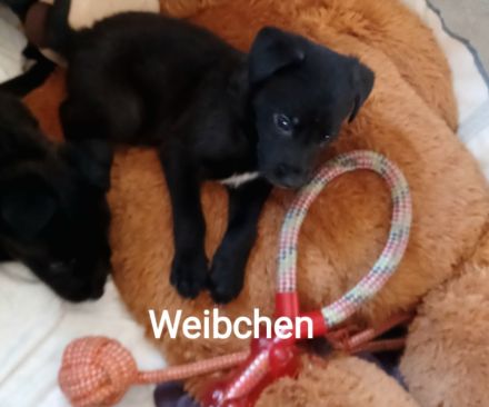Mischlingswelpen