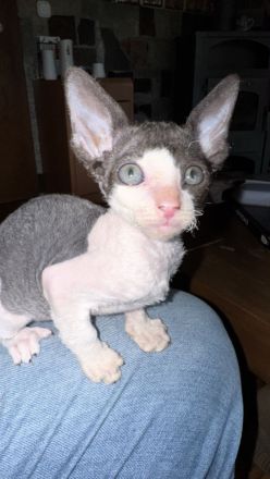 Cornish Rex Kitten