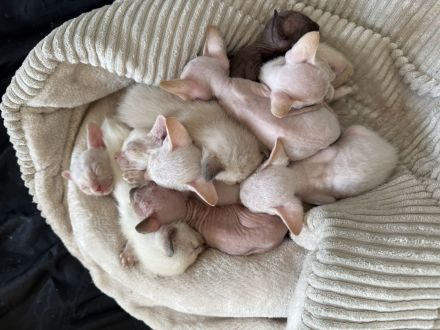 Cornish Rex Kitten