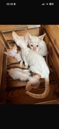 Cornish Rex Kitten