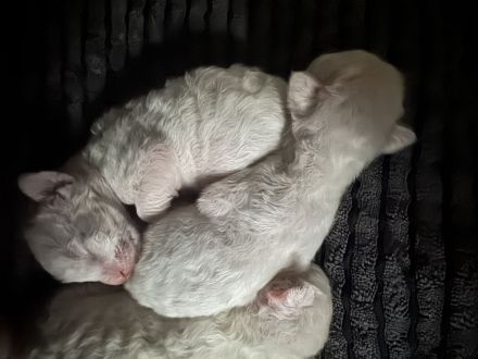 Cornish Rex Kitten