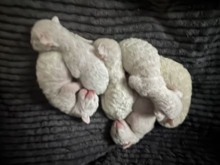Cornish Rex Kitten