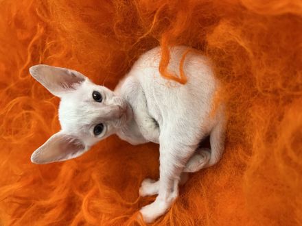 Cornish Rex Kitten