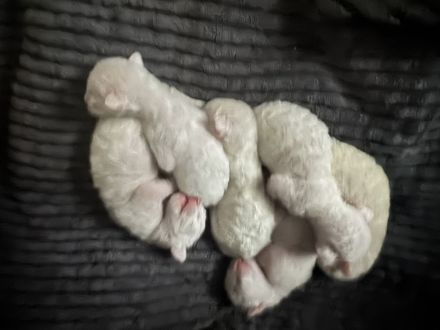 Cornish Rex Kitten