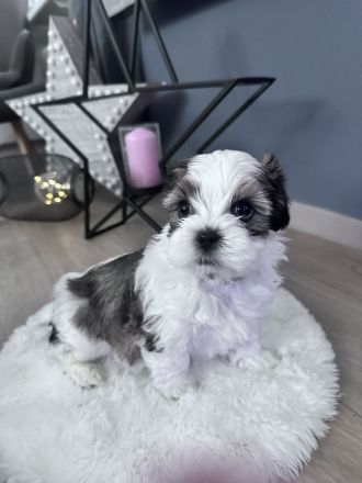 Shih Tzu Welpen
