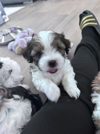 Shih Tzu Welpen