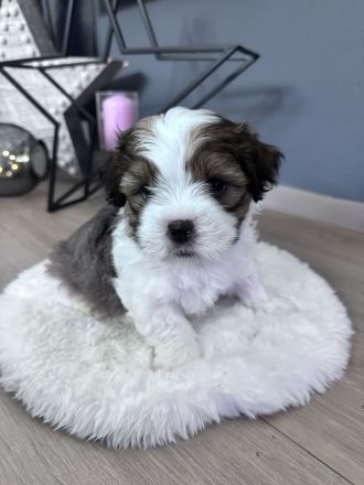 Shih Tzu Welpen