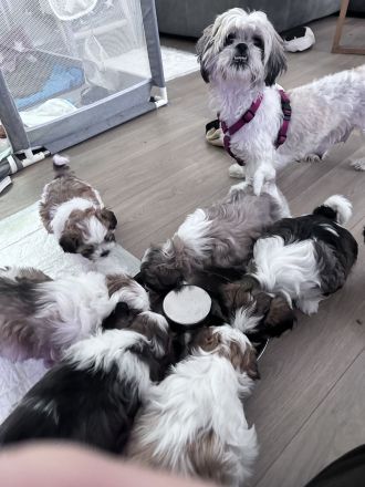 Shih Tzu Welpen