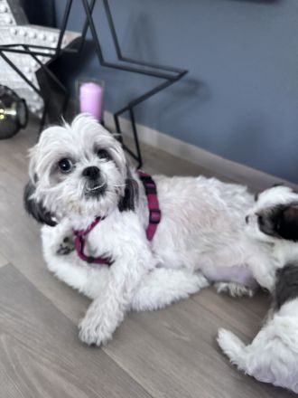 Shih Tzu Welpen