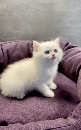 BKH Kitten golden Chinchilla