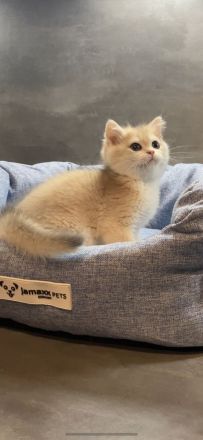 BKH Kitten golden Chinchilla