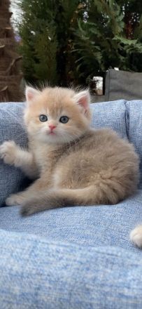 BKH Kitten golden Chinchilla