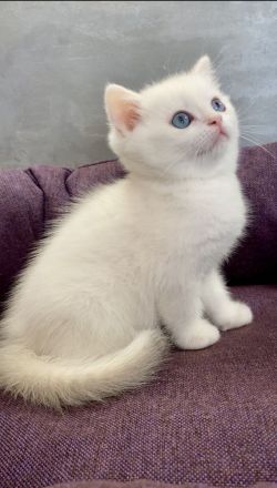 BKH Kitten golden Chinchilla