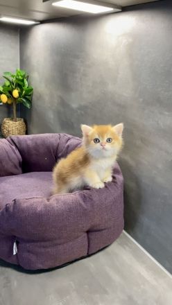 BKH Kitten golden Chinchilla