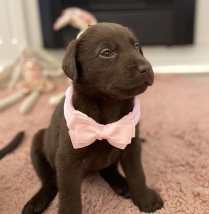 Reinrassige Labrador