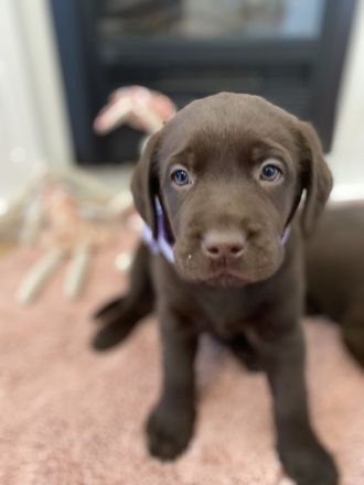 Reinrassige Labrador