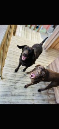 Reinrassige Labrador