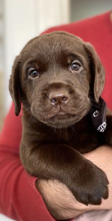 Reinrassige Labrador