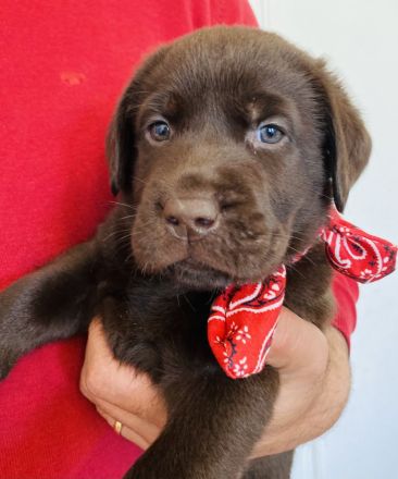 Reinrassige Labrador