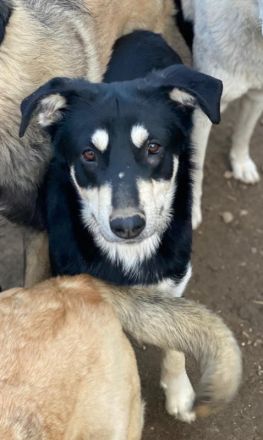 Indiana, geb. ca. 01/2024, lebt in GRIECHENLAND, auf einer privaten Pflegestelle