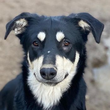 Indiana, geb. ca. 01/2024, lebt in GRIECHENLAND, auf einer privaten Pflegestelle